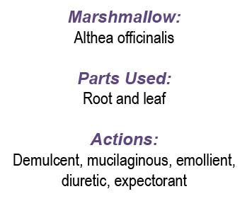 Marshmallow Plant Uses
