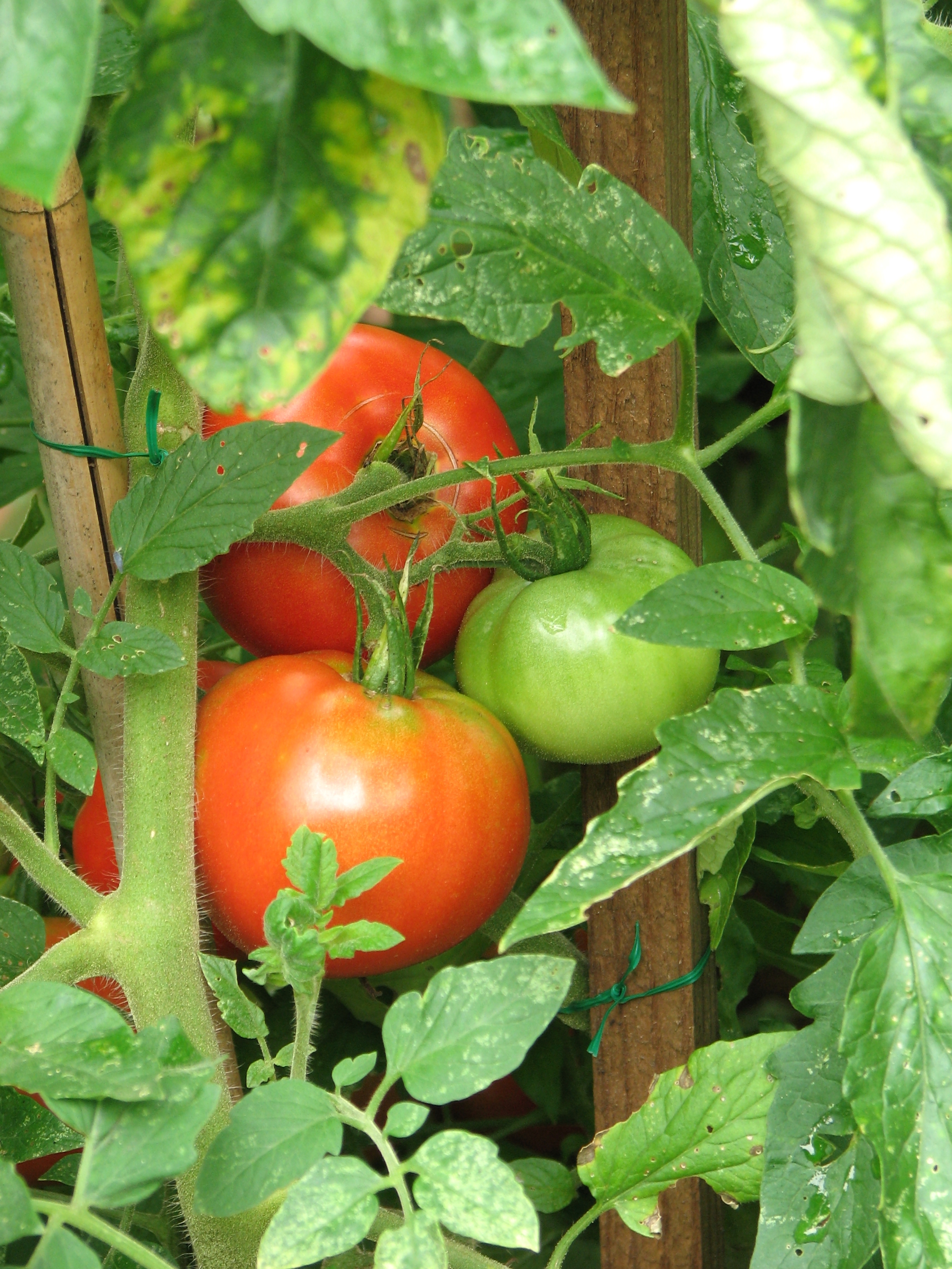 Tomatoes in a garden