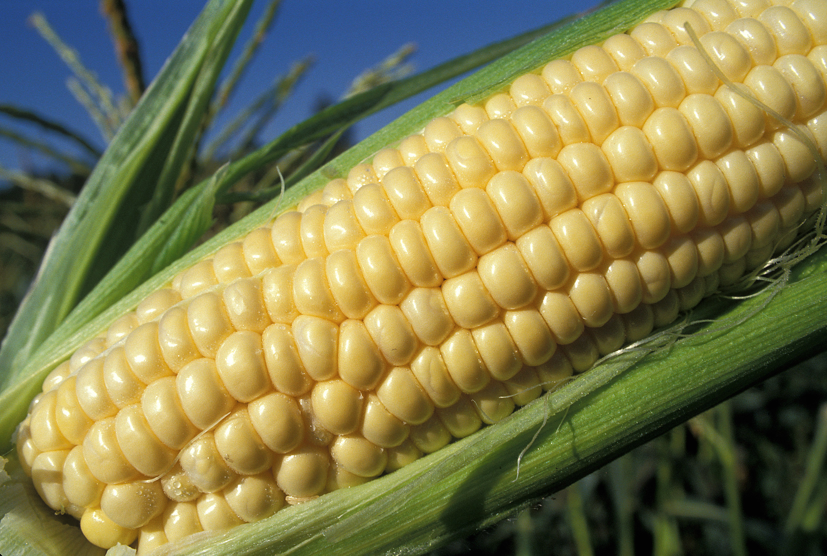 Close up - ear of corn