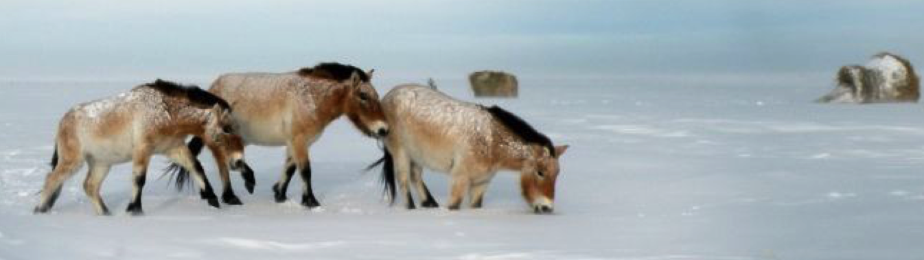 Przewalski horses on a snow covered field in the Orenburg Reserves.