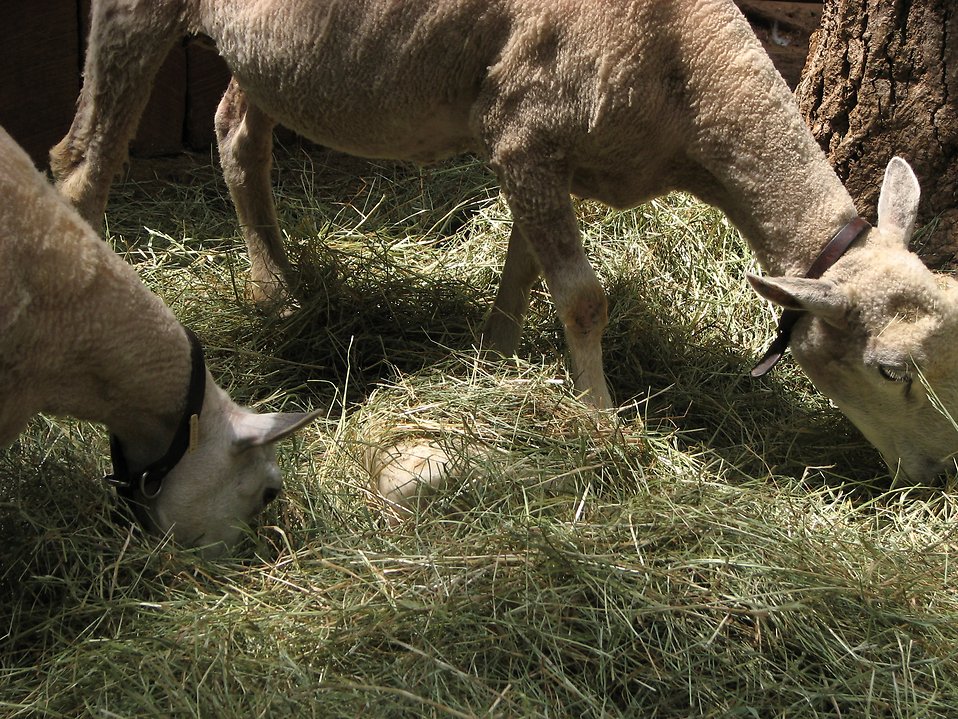 Sheep and hay