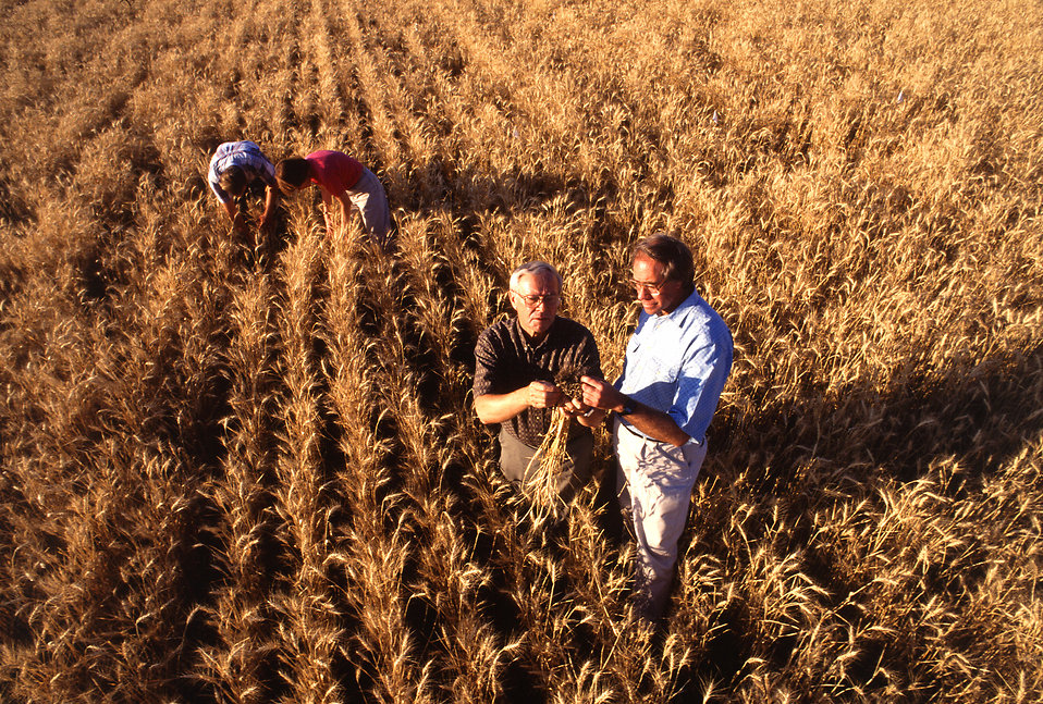 Wheat farmers in a field