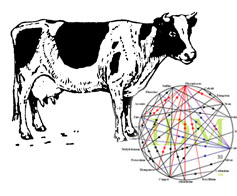 Cow and Mineral Wheel
