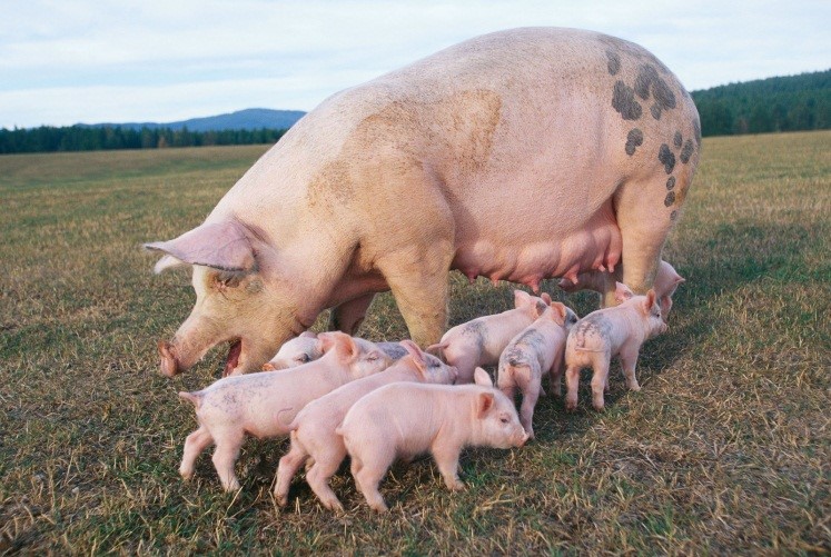 Pig_and_Piglets